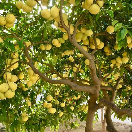 民宿 Secret - Rose